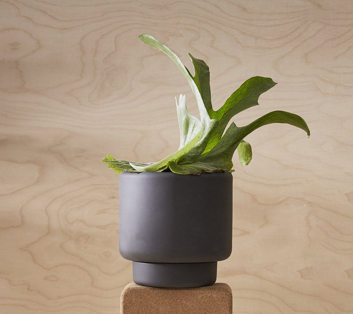 Botany Plant Pot, Large - Black
