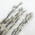 Bulk 20Pcs 17" Real Natural Dried Pussy Willow Branches Flowers Arrangements Wholesale