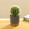 Bulk Artificial Potted Plants Cactus Bonsai Wholesale