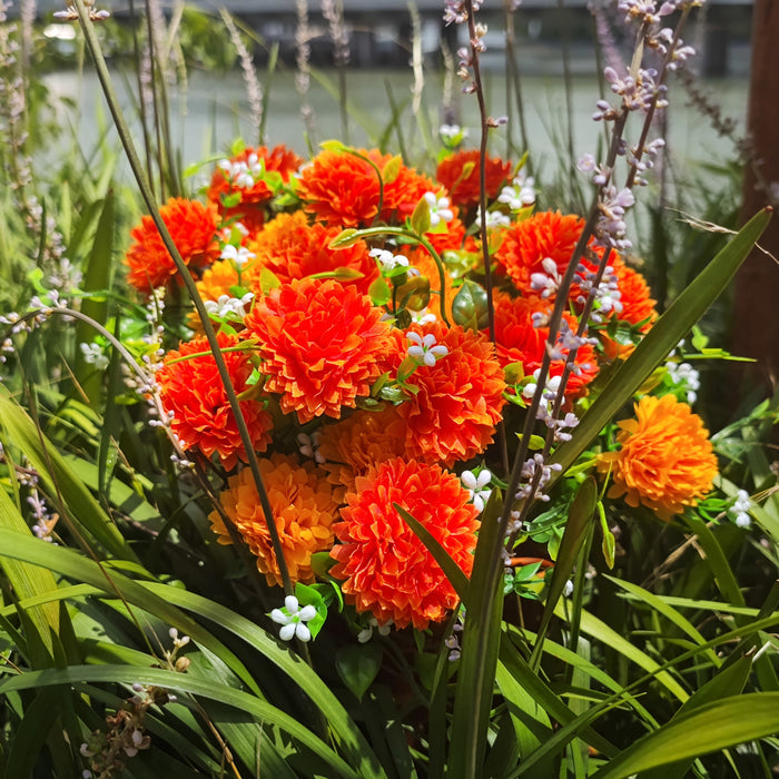 Bulk Exclusive 8 Bundles Chrysanthemum Flowers Bush for Outdoors Mum Fall Plants UV Resistant Wholesale