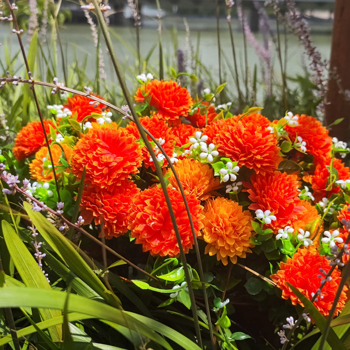 Bulk Exclusive 8 Bundles Chrysanthemum Flowers Bush for Outdoors Mum Fall Plants UV Resistant Wholesale