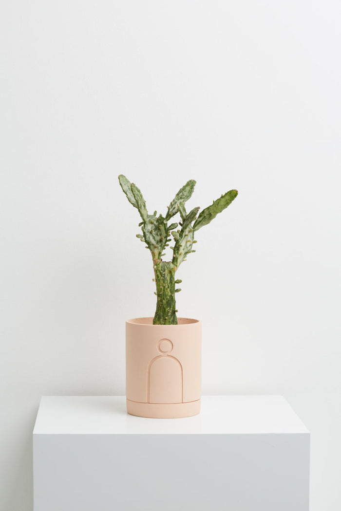 Capra Etch Planters, Salt