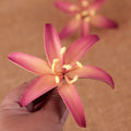 Medium Wild Lilies