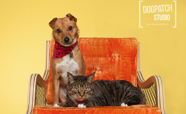 Savage Canary Seamless Paper