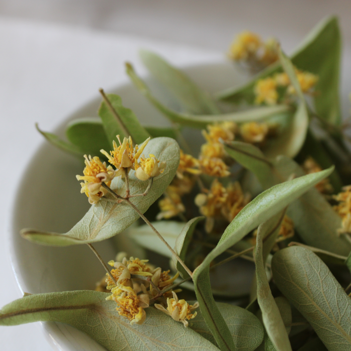 Silver Linden Flower Teabags (Tilia Argentea)
